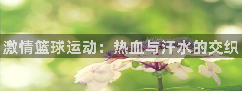 海南J9官网下载：激情篮球运动：热血与汗水的交织